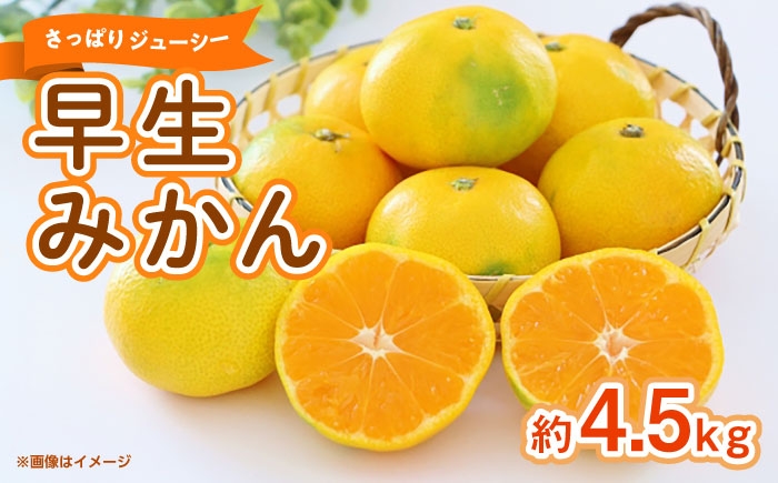 
            早生みかん　約4.5kg 【くまふる】 [ZBG082]
          