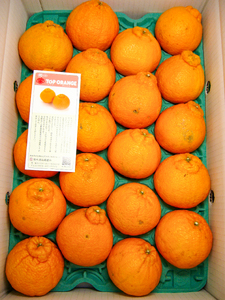 B353-14 露地トップオレンジ　優　１８玉