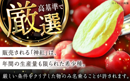 【2025年先行予約】【8月初旬頃から順次発送】数量限定！島根県オリジナル品種「神紅」1房 約500〜600g  産地直送 種なし葡萄 島根県雲南市/池田ぶどう農園　[AIAA001]