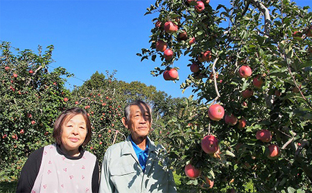 2026年産 りんご 長野 特選 贈答用 シナノスイート 10kg （28～36玉） 産地直送 ギフト プレゼント 贈答 贈答品 贈り物 フルーツ 果物 デザート おやつ リンゴ 林檎 秋 旬 信州 
