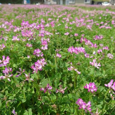 ふるさと納税 日進市 特別栽培れんげ米　日進市産　あいちのかおり　5kg×2袋　[精米] |  | 03