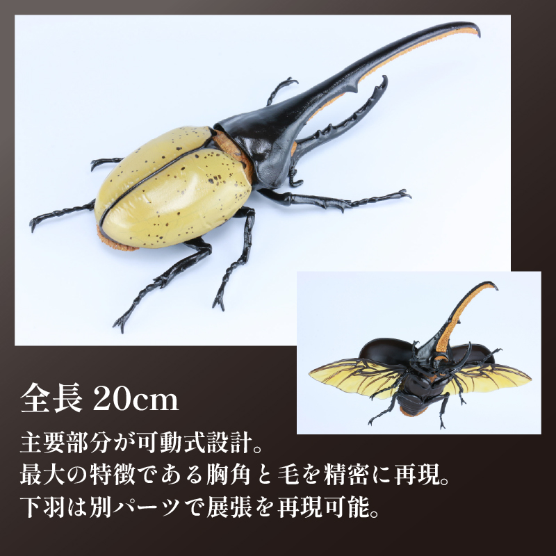 模型 昆虫 自由研究シリーズセット ヘラクレスオオカブト カブトムシ 2セット 玩具 ホビー 夏休み 虫 ヘラクレス 送料無料 フジミ 静岡県 藤枝市