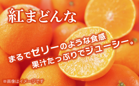 【先行予約・12月発送】 旬のフルーツ3種セット 紅まどんな あたご柿 横野柿 「周桑の味覚」 各3個入り　食べ比べ 詰め合わせ セット ギフト