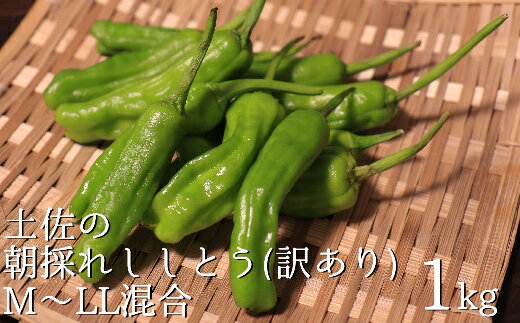 【ふるさと納税】【先行予約/訳あり】土佐のししとう1kg（サイズ混合）野菜炒め 天ぷら 夏野菜 【R01329】