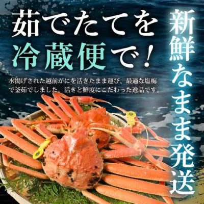 ふるさと納税 美浜町 【年末発送】はるか丸が厳選した越前がに【中サイズ800g〜900g×1杯】 |  | 01