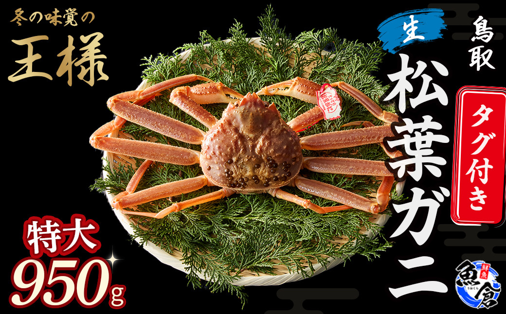 
            【先行予約】【魚倉】タグ付き生松葉ガニ（特大950g） 松葉ガニ カニ ズワイガニ カニ爪 タグ付き 冷蔵 蟹 ずわいがに 特大 国産 鮮度抜群 鳥取県 倉吉市
          
