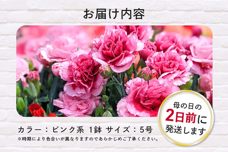 カーネーション ピンク系 鉢植え 母の日 贈り物 A07-007 