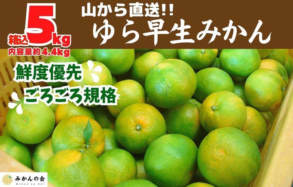 
ゆら早生 みかん 山から直送 箱込 5kg (内容量 4.4kg) 採れたてそのままごろごろ規格 有田みかん 和歌山県産 【みかんの会】
