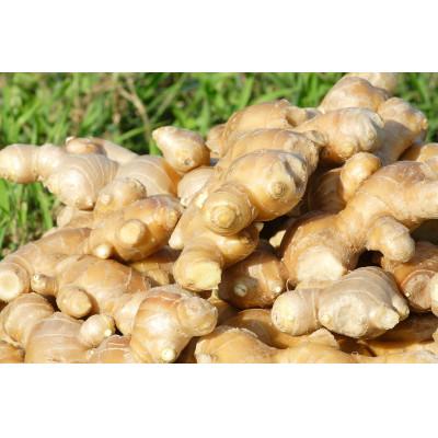 ふるさと納税 高知市 しょうがポン酢360ml×10本入り【BS010】 |  | 01