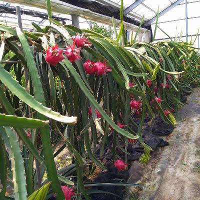 ふるさと納税 大刀洗町 【福岡県産】ドラゴンフルーツ　レッド　2kg(3〜6玉) |  | 01
