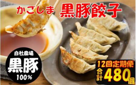 【12回定期便】かごしま黒豚餃子 合計480個_ss0867