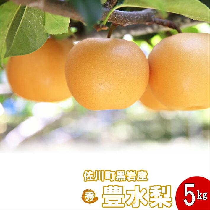 【ふるさと納税】豊水梨（約5kg）【期間限定】高知県　佐川町　黒岩　【常温】【予約販売商品】【9月初旬頃より発送開始】8-12玉