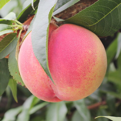 【ふるさと納税】【長野県産】桃(あかつき) 約3kg 秀品＜2025年7月中旬から発送＞【配送不可地域：離島】