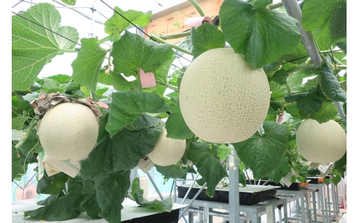 [数量限定] 縄文の煌めき レノンハート 赤肉メロン(2玉) 糖度14度以上｜青森県産 青森 つがる ブランド 特産品 メロン めろん 水耕栽培 フルーツ 果物 青森県 夏 ギフト 贈答 赤肉 ふるさと納税 [1059]