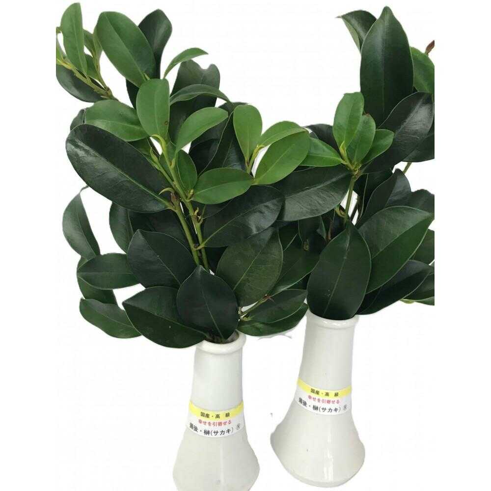 【ふるさと納税】植物 備後・榊（サカキ）切り枝 1束サイズ1セット（2束入り） 広島県福山市/小林商事 本榊 さかき 国産 神棚 枝木[BAEA010]