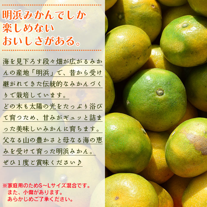 ＜天晴みかん 極早生 ご家庭用 約10kg＞ 柑橘 果物 フルーツ 期間限定 季節限定 特産品 温州みかん 家庭用 自宅用 ジャム サラダ 株式会社笑丸 愛媛県 西予市