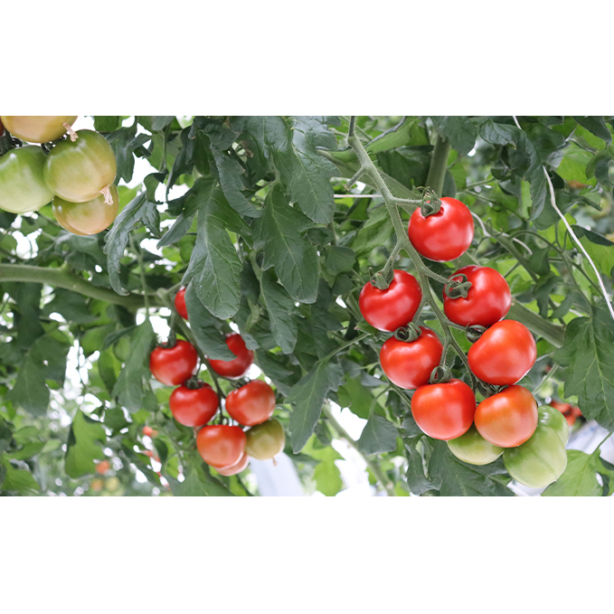 細野ファームの中玉トマト　フルティカ（3kg） 野菜 とまと _イメージ3