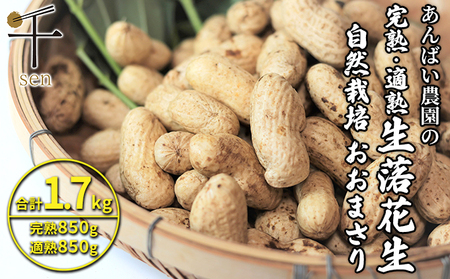 落花生セット あんばい農園 完熟・適熟 生落花生 食べ比べ 落花生セット【1.7kg】