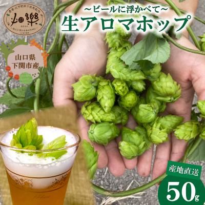 ふるさと納税 下関市 生ホップ 〜ビールに浮かべて〜 50g 下関 山口 IN102