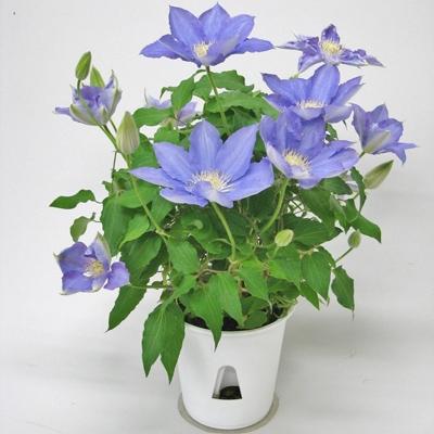 ふるさと納税 北茨城市 【長谷川園芸】北茨城産 品種おまかせブルー系クレマチス 5寸 ※5/1〜5/7発送 |  | 02