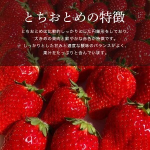 【先行予約】ごほうびいちご（厳選とちおとめ）4パック入り（24～56粒）黒パッケージ いちご イチゴ 苺 とちおとめ フルーツ 果物 くだもの デザート 【hiko farm（ヒコファーム）】 【ho