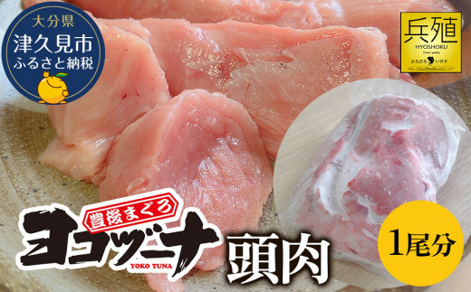 本まぐろ頭肉【本まぐろ／希少】豊後まぐろヨコヅーナ まぐろの頭肉 1尾分 (4切)  | まぐろ 本マグロ マグロ 豊後まぐろ ほんまぐろ まぐろ頭 希少 本鮪 すじ肉 希少部位 大分県 九州 津久見市