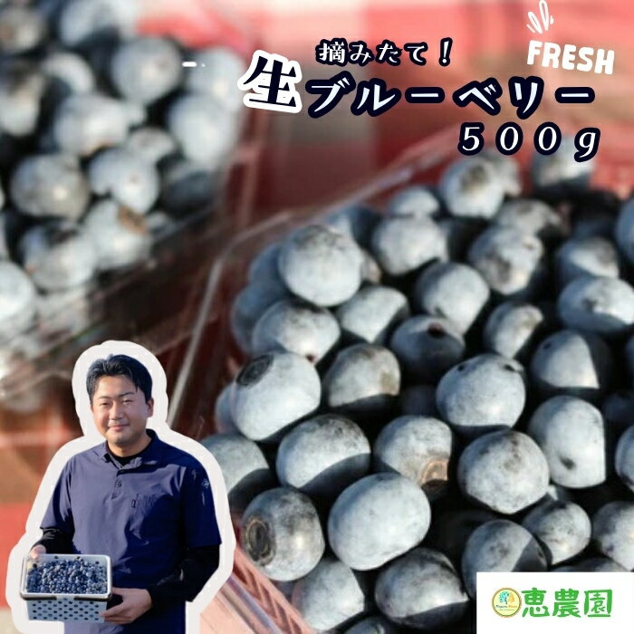 【ふるさと納税】恵農園の 摘みたて 生ブルーベリー 500g フレッシュブルーベリー 品種いろいろ 養液ポット栽培