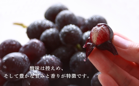 【2026年先行予約】朝採り 巨峰 約800g | 巨峰 千曲市 長野県産 信州