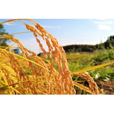 ふるさと納税 那須町 那須産 コシヒカリ30kg  ≪白米≫〔E-41〕 |  | 01