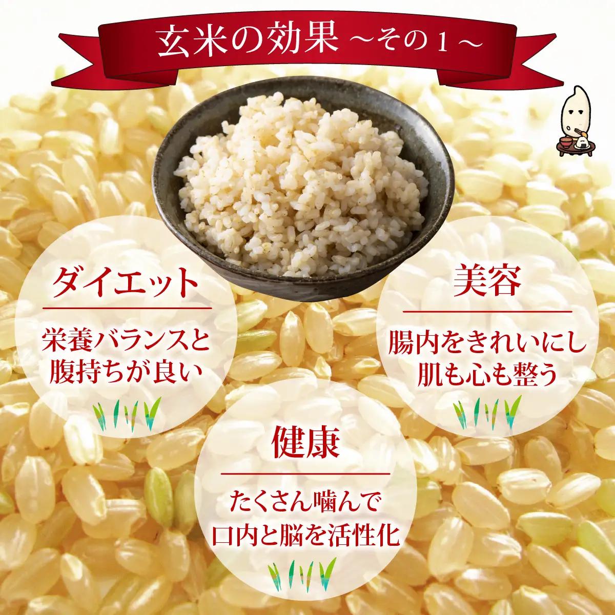【3ヶ月定期便】【玄米】 令和8年度産　新米 永平寺町産 農薬不使用・化学肥料不使用 特別栽培米 コシヒカリ 10kg×3ヶ月 計30kg 10月上旬より順次発送 １０キロ 10kg 米  米 お米 
