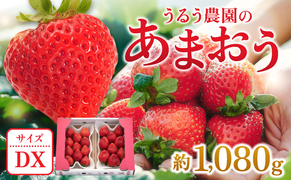 【2026年12月～2027年2月発送】うるう農園のあまおうDX 約250g～270g×4P(約1080g) あまおうDX 約250g～270g×4P(約1080g)