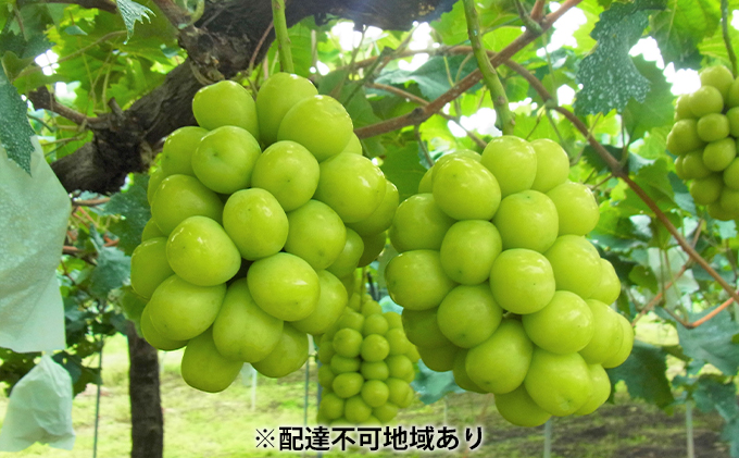 シャインマスカット 約5kg 6～8房 葡萄 フルーツ 岡山 高梁市産 こあに葡萄園 2026年 先行予約 果物類 ぶどう ブドウ 