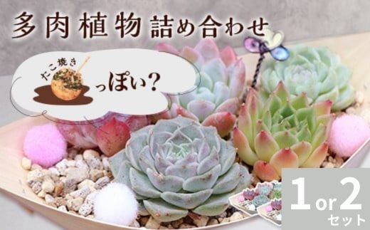 
                  多肉植物 たにこ焼き ななしさん 1 or 2 セット 詰め合わせ 寄せ植え インテリア 自然 ナチュラル
                