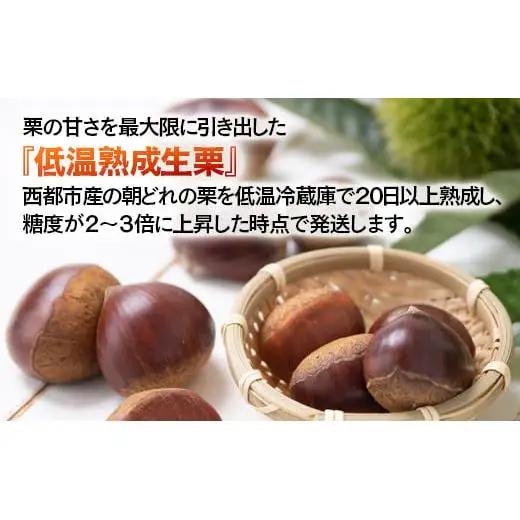 低温熟成栗 国産生栗1kg 糖度2～3倍上昇 西都市産＜49-1a＞