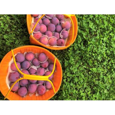 ふるさと納税 甲州市 童夢のすもも「貴陽」化粧箱 9個入り(約1.35〜1.7kg)【2026年発送】 |  | 02