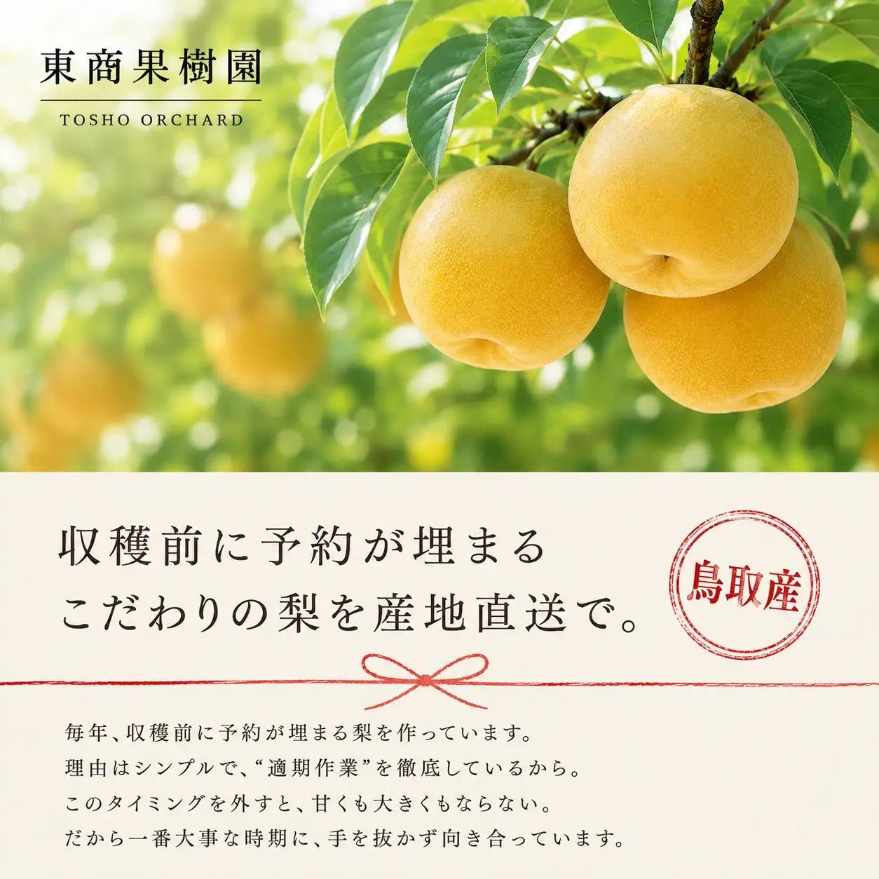 【期間限定】 梨 なし 新甘泉 5kg 10～16玉 2026年8月下旬～9月上旬頃順次発送 しんかんせん 果物 くだもの フルーツ 甘い ブランド 鳥取県 名産 特産品 先行予約 東商果樹園 直送 