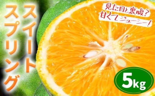 スイートスプリング約5kg 柑橘 かんきつ 果物 フルーツ 品種 生産者直送 産地直送 南国 潮風 天草 西海岸 苓北 都呂々 国産 九州 熊本県 送料無料《12月上旬-1月下旬頃出荷予定》
