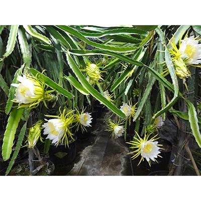 ふるさと納税 瑞穂市 養本社のドラゴンフルーツ　3個入り |  | 01