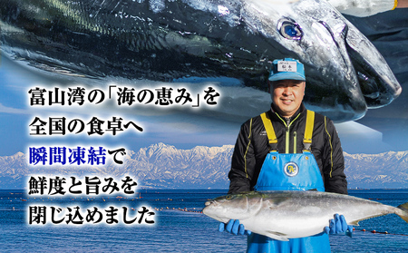 【偶数月 全3回 定期便】氷見漁港 海鮮刺身セット | 詰め合わせ 冷凍 刺身