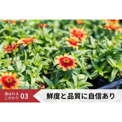 ふるさと納税 稲美町 【生産者直送】季節の花苗おまかせセット　5種類以上10ポット以上 |  | 03