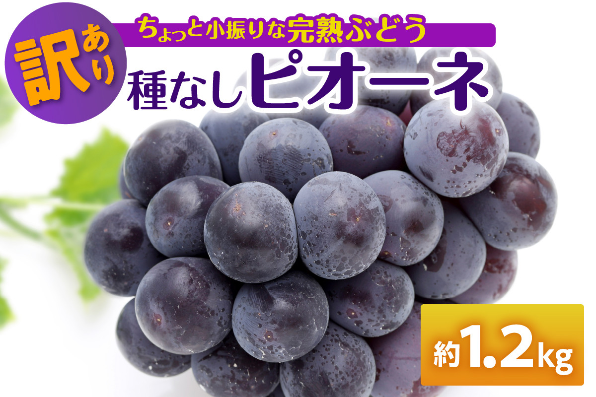 
【選べる配送時期】 【訳あり】ぶどう ピオーネ 種なし 1.2kg 程度（小振り・2房）
