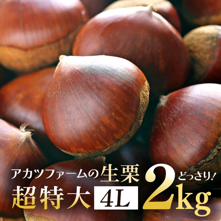 【ふるさと納税】【2025年先行予約】 アカツファームの生栗 超特大 4Lサイズ 2kg 栗 笠間 栗 くり 生栗 特大 大きい 大粒 茨城 国産 国産栗 和栗 甘栗 栗ご飯 栗きんとん 栗おこわ 甘露煮 マロン 秋 旬 スイーツ きんとん 冷蔵 保存料不使用 無添加 ギフト 茨城県 笠間市