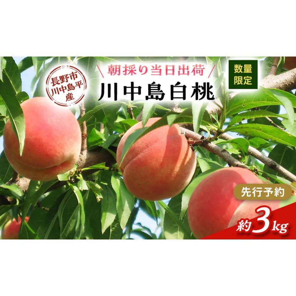 牧野果樹園　川中島白桃約３kg（8～10玉） |桃 フルーツ
