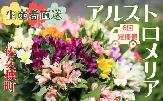 定期便６回便　切り花 アルストロメリア【生花・多少の茎曲がり有　花丈70cm・35本前後】（KS-T506）