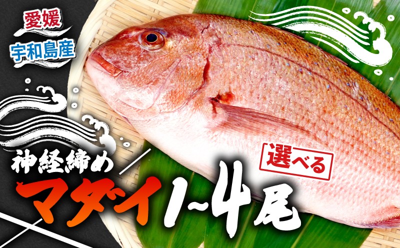 
            真鯛 宇和海産 神経締め 選べる 内容量 1尾～4尾 こもこもShop 神経〆 まるごと 海の鯛陽 鯛 マダイ タイ 養殖 刺身 お刺身 お刺し身 刺し身 人気 鯛めし 鯛茶漬け 鯛しゃぶ 塩焼き 煮付け アレンジ 新鮮 冷蔵 国産 愛媛 宇和島
          