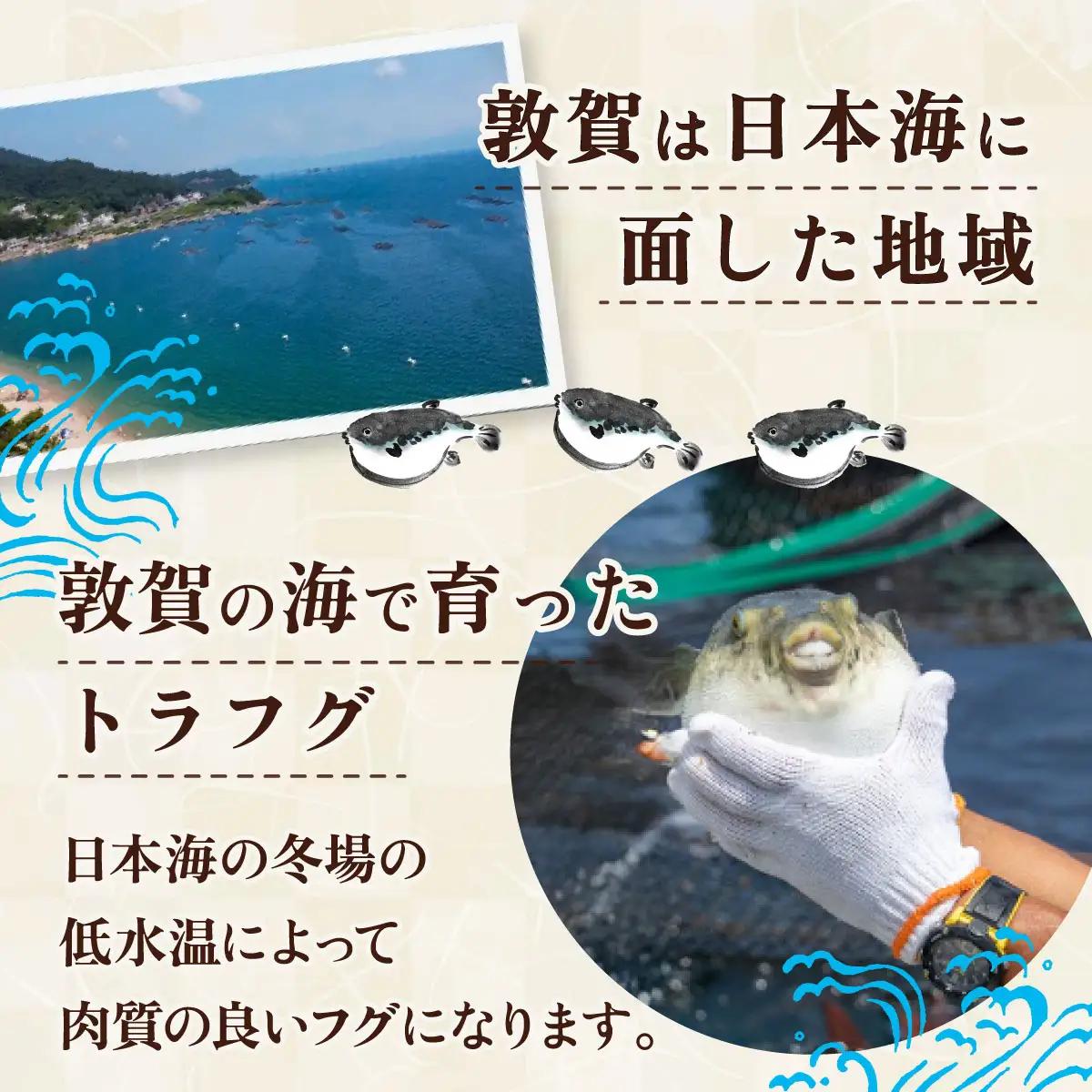 ＜先行予約＞【11月発送】『 敦賀ふぐ 2尾分(約1200g)  & 敦賀市地酒 月きよし720ml ×1本 』[000-a003]