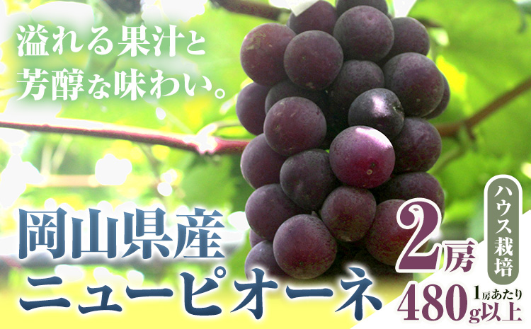 【先行予約】 岡山県産 ニューピオーネ 2房 480g以上 ハウス栽培 葡萄 果物 厳選出荷 スイーツ フルーツ デザート 岡山県矢掛町《7月上旬-8月下旬出荷》 種なしぶどう 【配送不可地域あり】---osy_chbf20_ak7_26_18000_2---