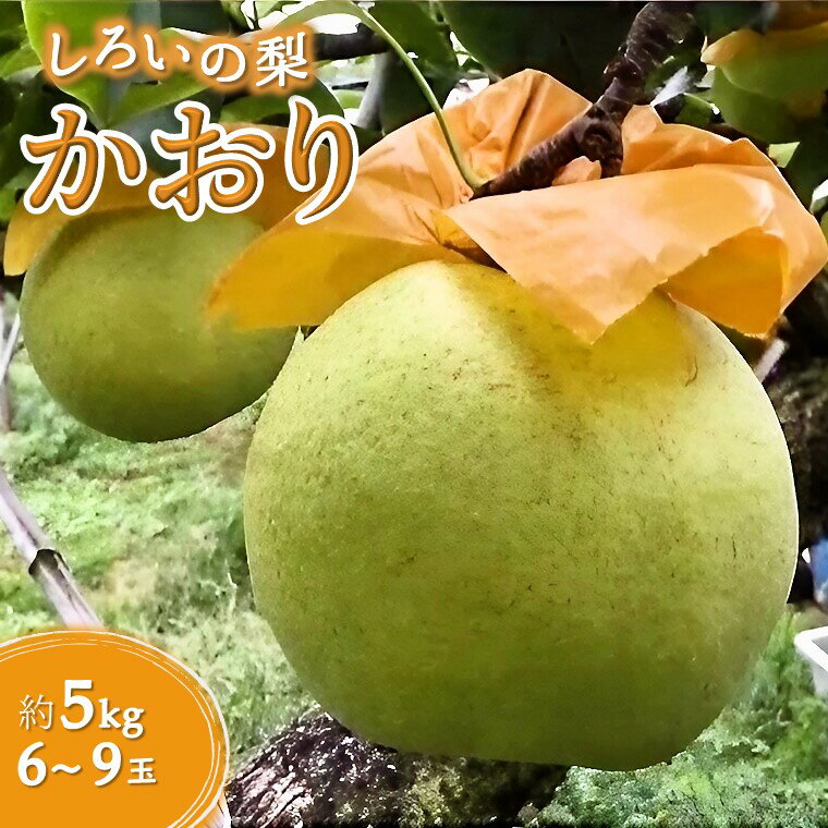 【ふるさと納税】【今秋収穫分】梨 かおり 5kg 6～9玉 予約受付 しろいの梨 美味しい 甘い 大玉 おすすめ ジューシー フルーツ 果物 特産品