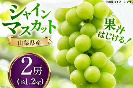 【期間限定発送】 シャインマスカット 鈴木ぶどう園のシャインマスカット 2房 約1.2kg [鈴木ぶどう園 山梨県 韮崎市 20743034] シャイン マスカット フルーツ 果物 くだもの ぶどう 葡萄 ブドウ