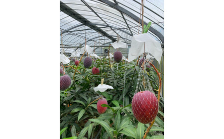 【2026年 先行予約】奄美完熟マンゴー 化粧箱 約1kg(2～3玉入り) 農家直送！|マンゴー